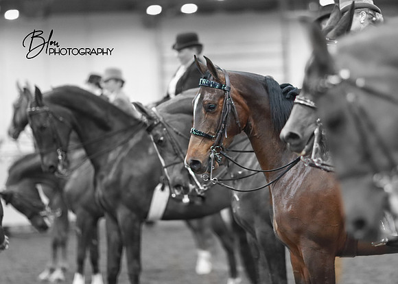 brown horse