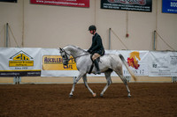 139 - ARABIAN Sport Horse Under Saddle Junior Horse