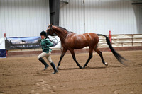 286 Region 17 Arabian Gelding Performance Halter ATH Championship