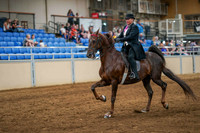 81 ASB 5-GAITED OPEN STAKE
