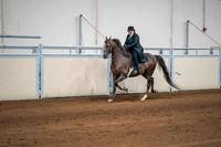 105 MORGAN ENGLISH PLEASURE, STAKE