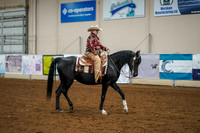 141 - ARABIAN Western Pleasure ATR