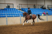 208a HA/AA Hunter Pleasure Gelding
