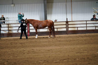 285 Region 17 HA/AA Mare Performance Halter 3 yrs & over ATH Championship