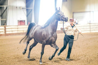 309 Region 17 Arabian Geldings In-Hand AOTH Championship