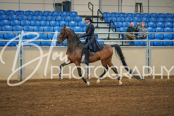 Aurora Show June 8, 2024  - 02564