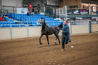 185  ARABIAN Halter Mares 2 & Over