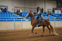 260 AMERICAN SADDLEBRED English Country Pleasure Stake