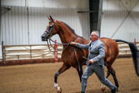 370 Region 17 HA/AA Gelding In-Hand 2yrs & over Championship