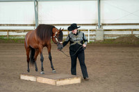 364 Region 17 Arabian Western/English Trail In-Hand Championship - 2 yrs and under