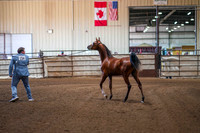 383 Region 17 Arabian Yearlings Colts/Gelding Sweepstakes