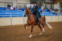 31 - All Breed English Pleasure, Mares