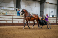 284 Region 17 Arabian Country Pl Driving Championship