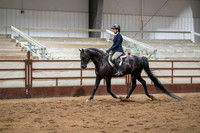 258 Region 17 Arabian Sport Horse Under Saddle JTR Championship - Hunter Type