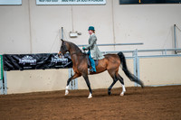 28 - All Breed Walk Trot English Pleasure