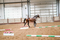 002 - Dressage type in hand second half