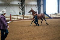266 Region 17 Arabian Geldings 2 years & over In-Hand Championship