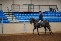 126 - ARABIAN Hunter Pleasure Open
