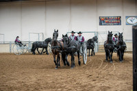 Friesian Horse
