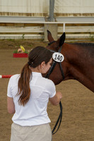224 - 225 -  Region 17 HA/AA Sport Horse In-Hand Geldings ATH and open Dressage