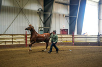 384 Region 17 HA/AA Mares Breeding 2yrs & Over AOTH Championship