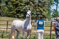 03 - Sport horse in  hand