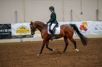 154 - ARABIAN Sport Horse Under Saddle ATR